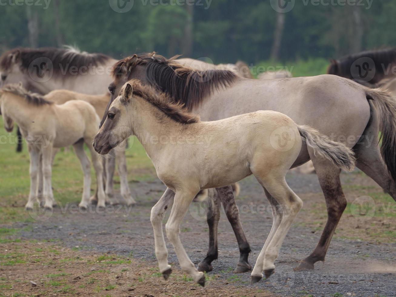 caballos salvajes en un prado en alemania foto