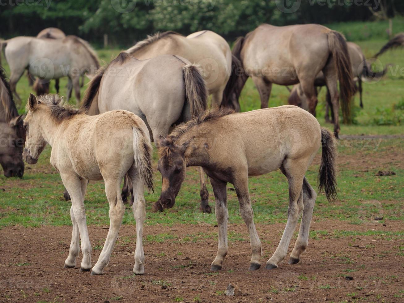 Many wild horses in germany photo