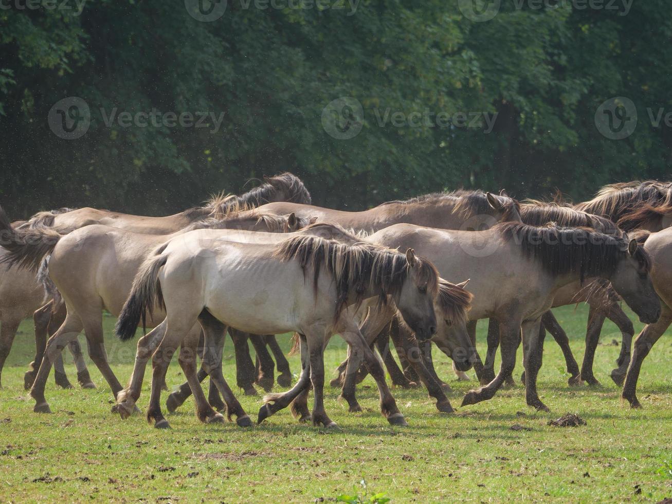 wild horses on a meadow in germany photo