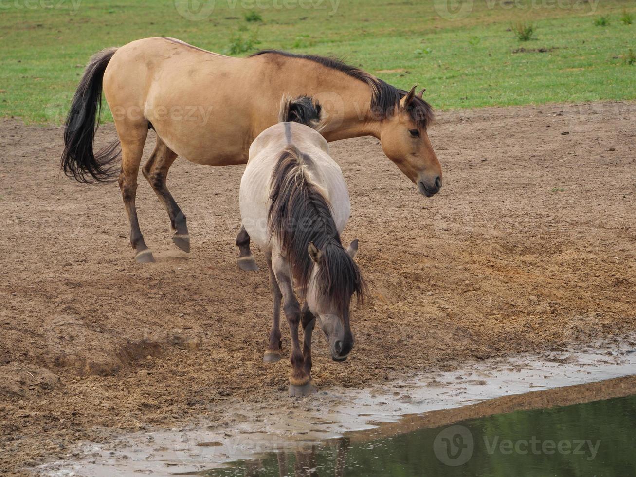 Wild Horses in germany photo