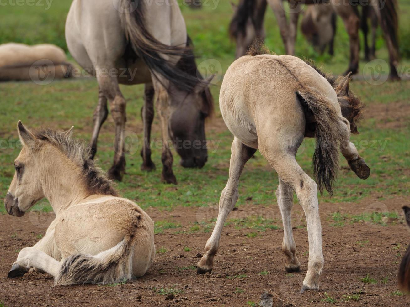 Many wild horses in germany photo