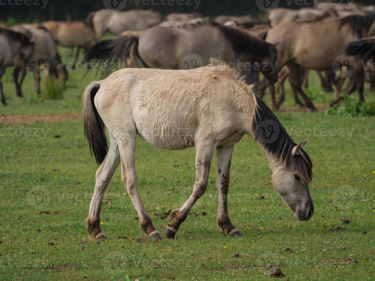 Many wild horses in germany photo