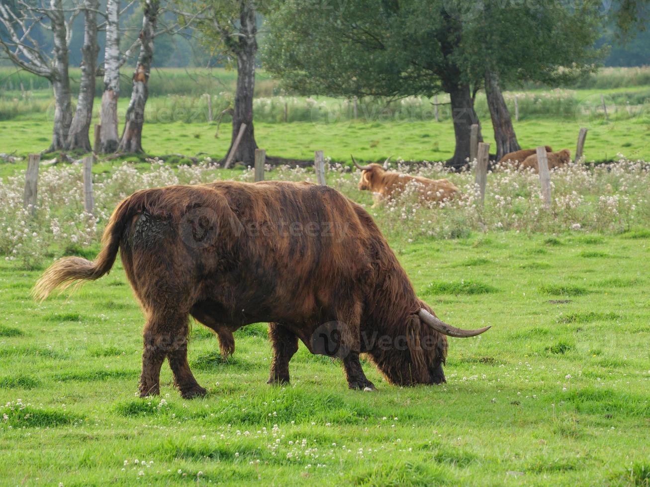 vacas en westfalia foto