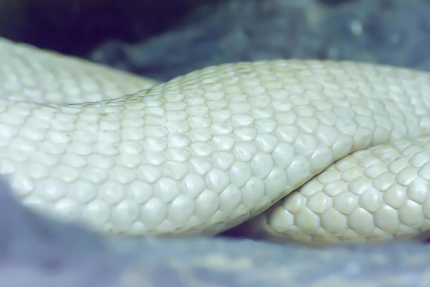 Albino Siamese Cobra photo