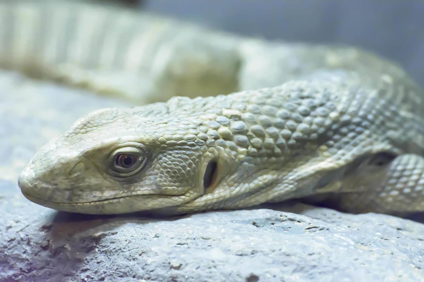 The savanna monitor take in a zoo photo