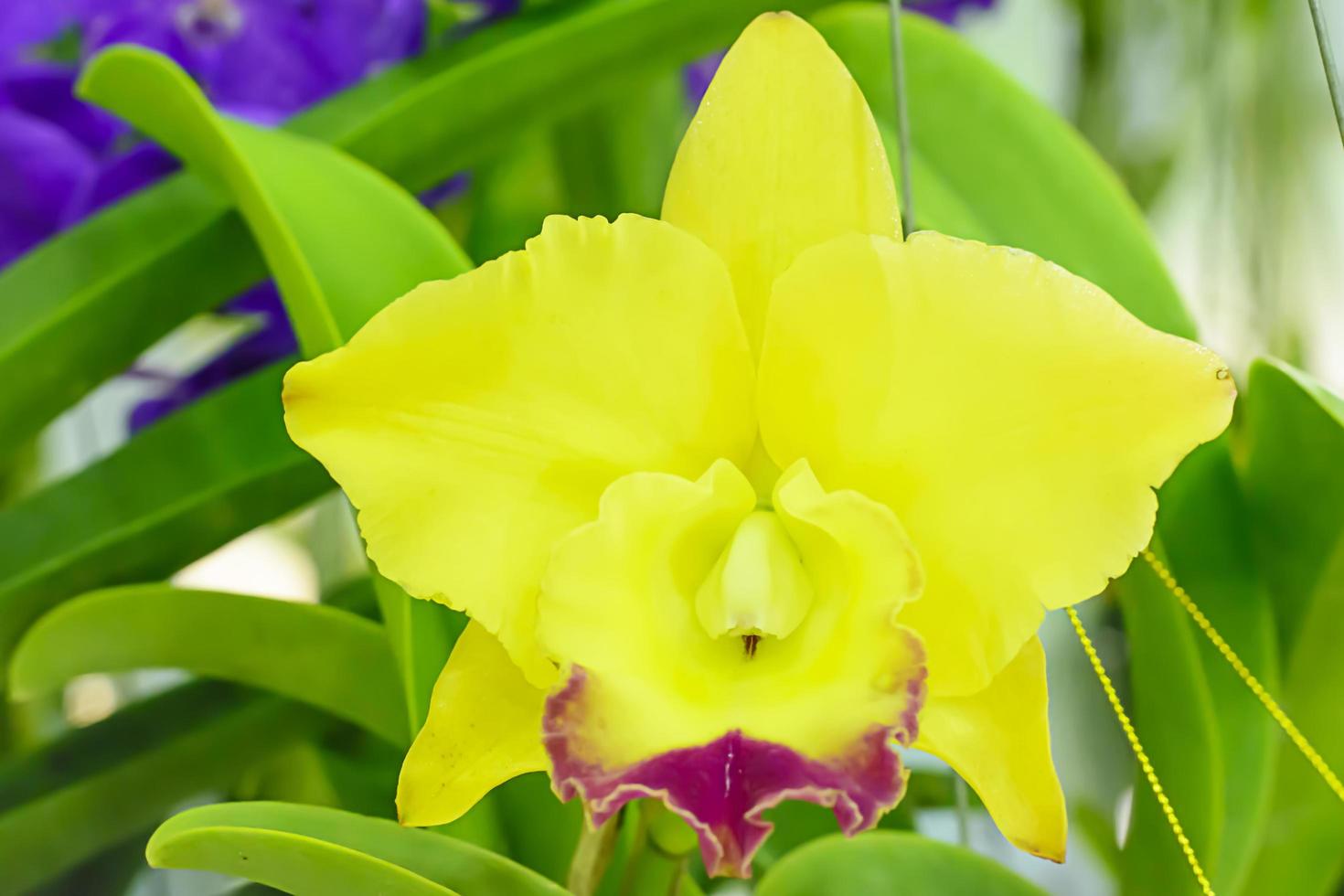 Cattleya es un género de 113 especies de orquídeas de costa rica y las antillas al sur de argentina. foto