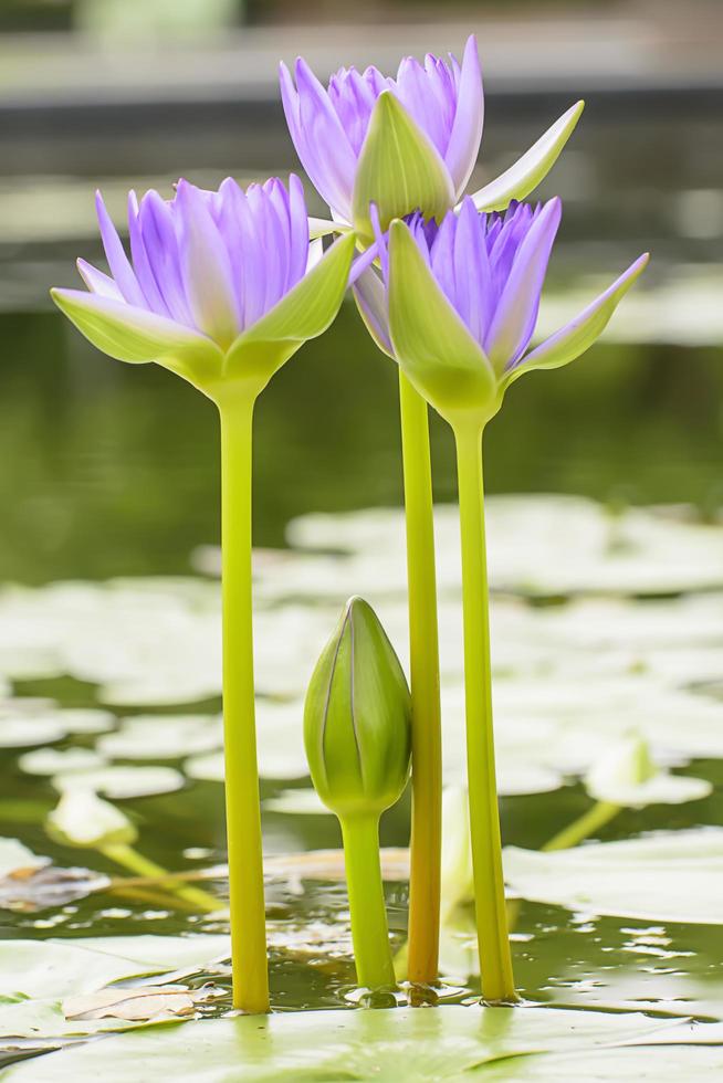 Lotus in many colors and beautiful in ponds. photo