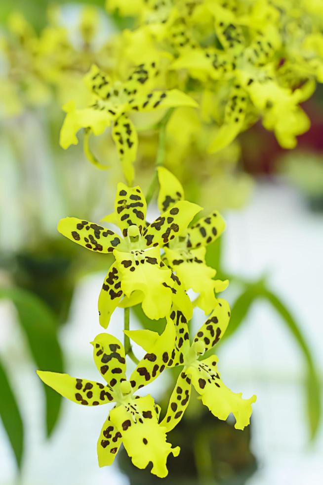 Orchidaceae es una familia diversa y extendida de plantas con flores, con flores que a menudo son coloridas y a menudo fragantes. foto