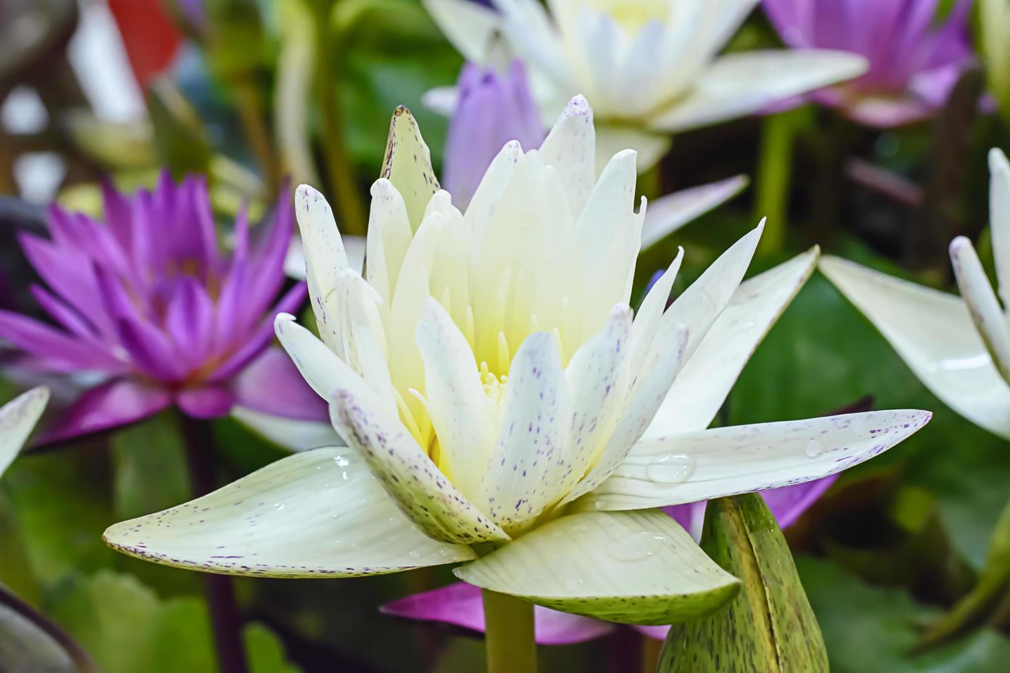 Lotus in many colors and beautiful in ponds. photo