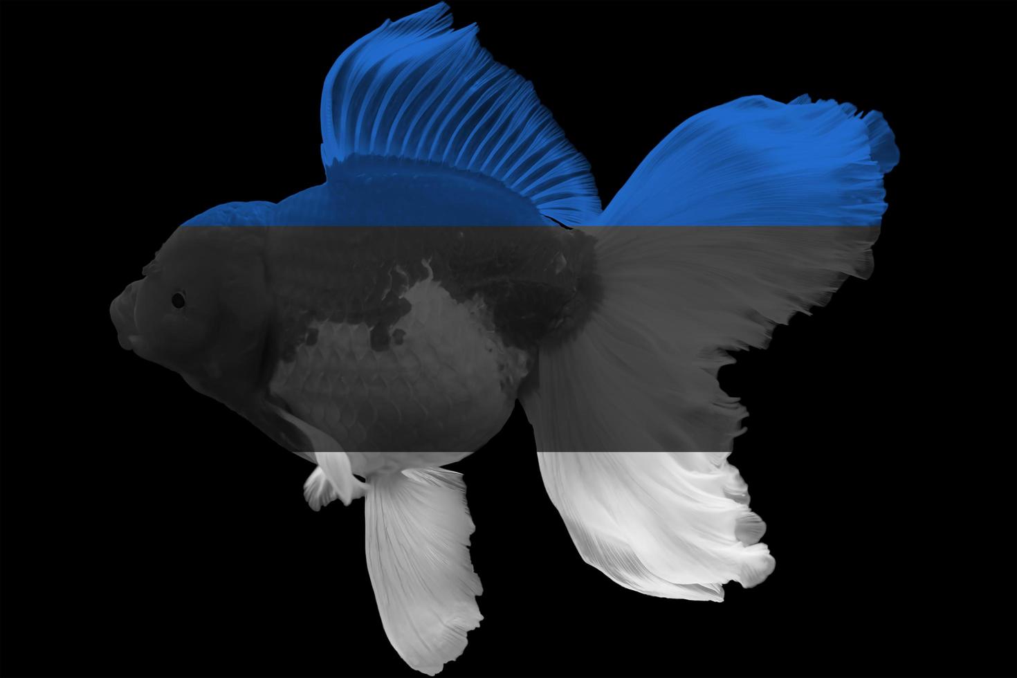 Flag of Estonia on goldfish photo