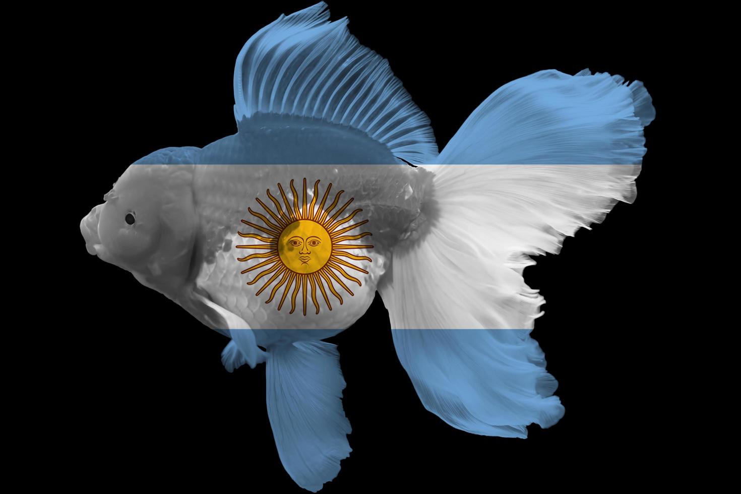 Flag of Argentina on goldfish photo