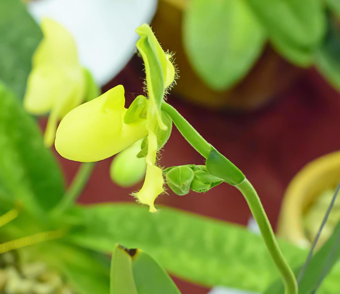 paphiopedilum, a menudo llamada zapatilla de venus, es un género de la subfamilia de orquídeas zapatilla de dama cypripedioideae de la familia de las orquídeas. foto