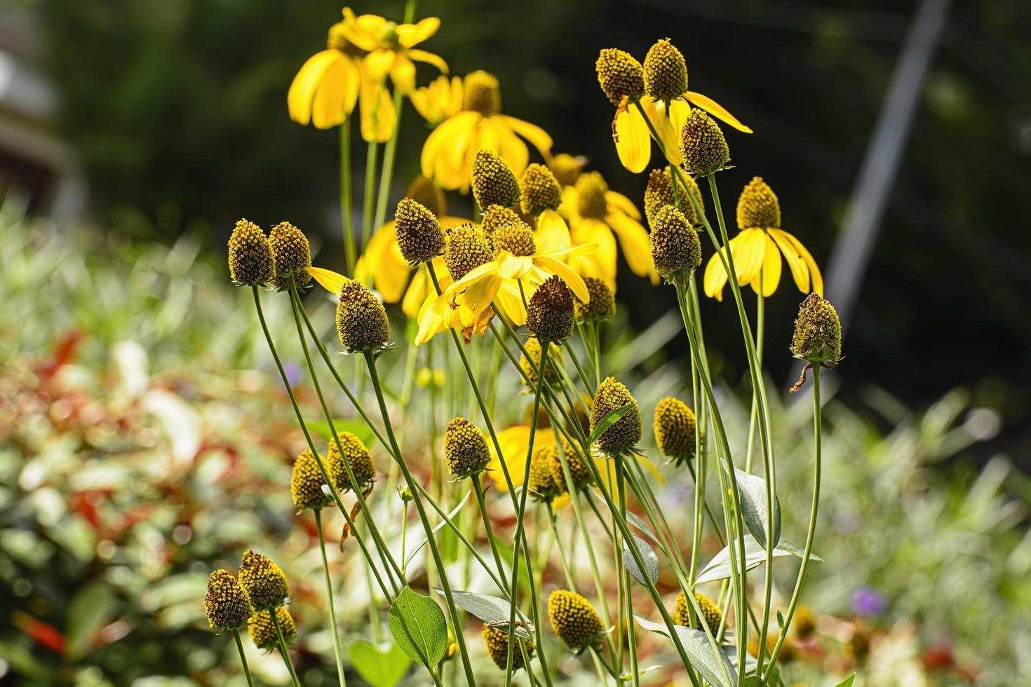 coneflowers amarillos en el jardín en el fondo de la naturaleza. foto