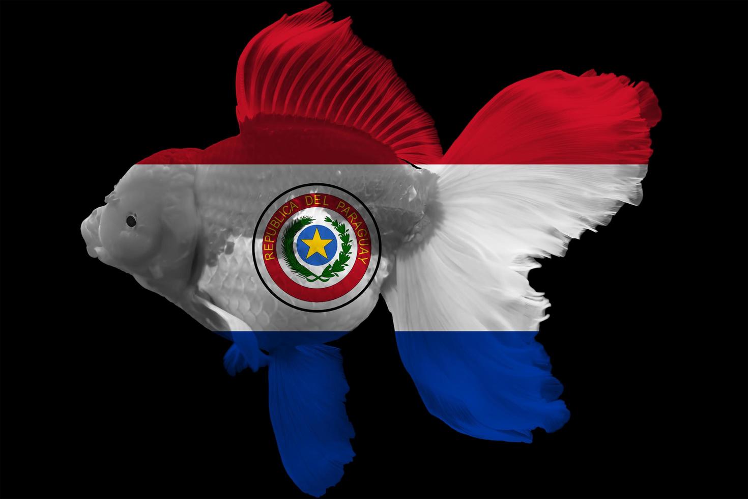 Flag of Paraguay on goldfish photo