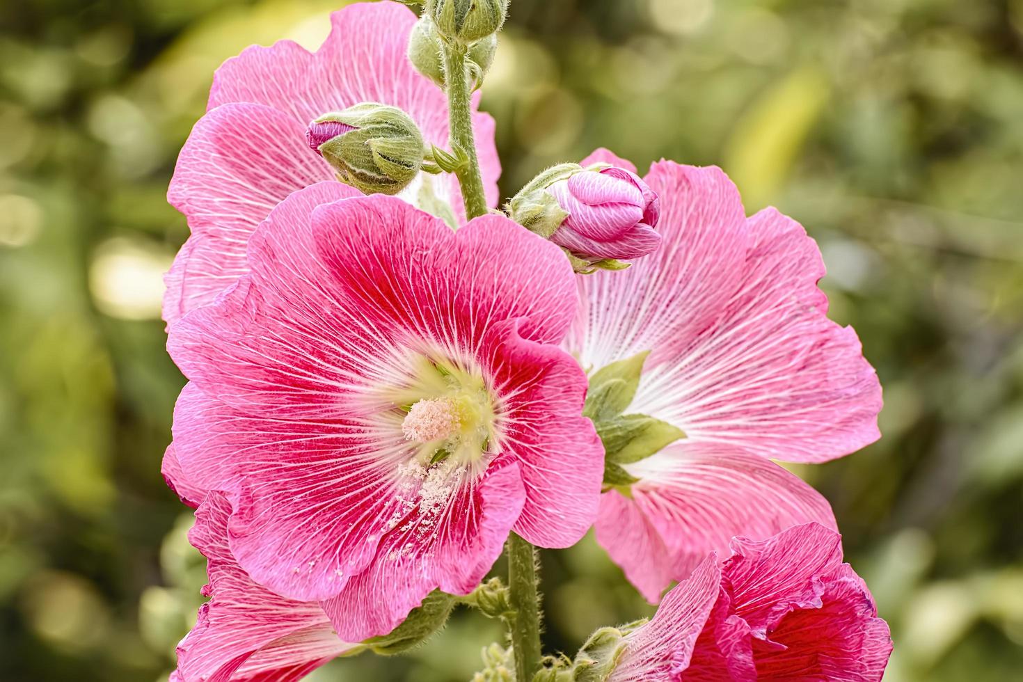 Hollyhock flower is many colors and beautiful in the garden. photo