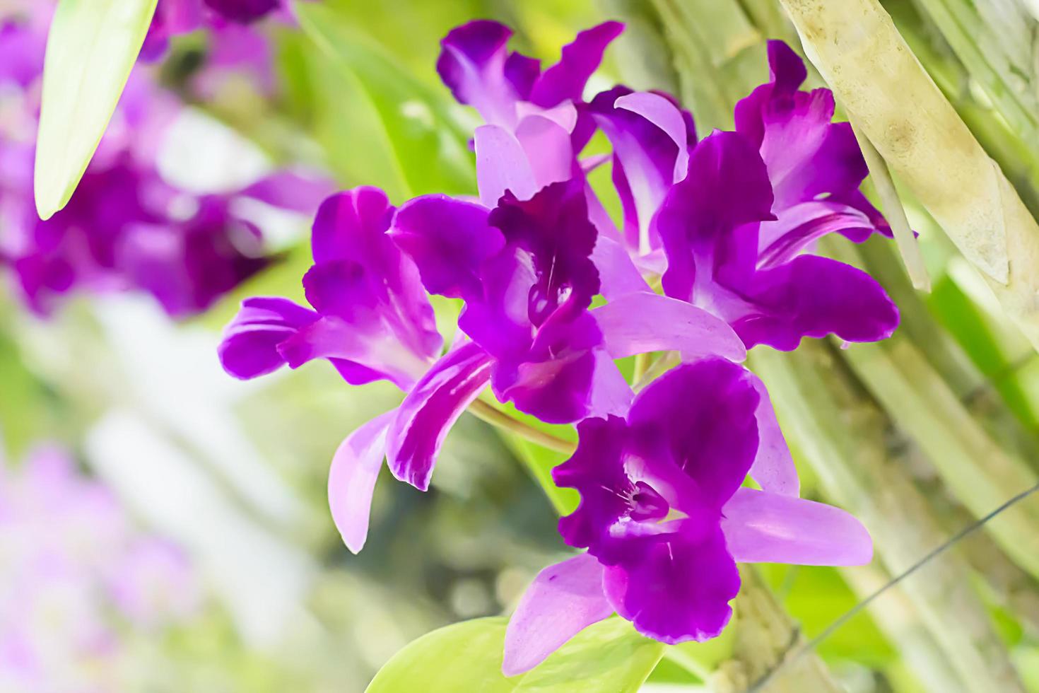 Orchidaceae es una familia diversa y extendida de plantas con flores, con flores que a menudo son coloridas y a menudo fragantes. foto