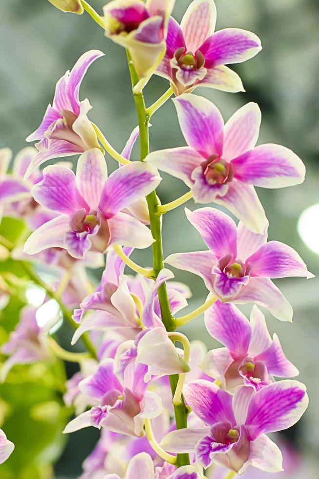 Orchidaceae es una familia diversa y extendida de plantas con flores, con flores que a menudo son coloridas y a menudo fragantes. foto