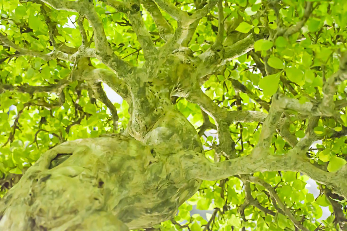 Pequeño árbol, cultivado con técnica tailandesa de bonsai. foto