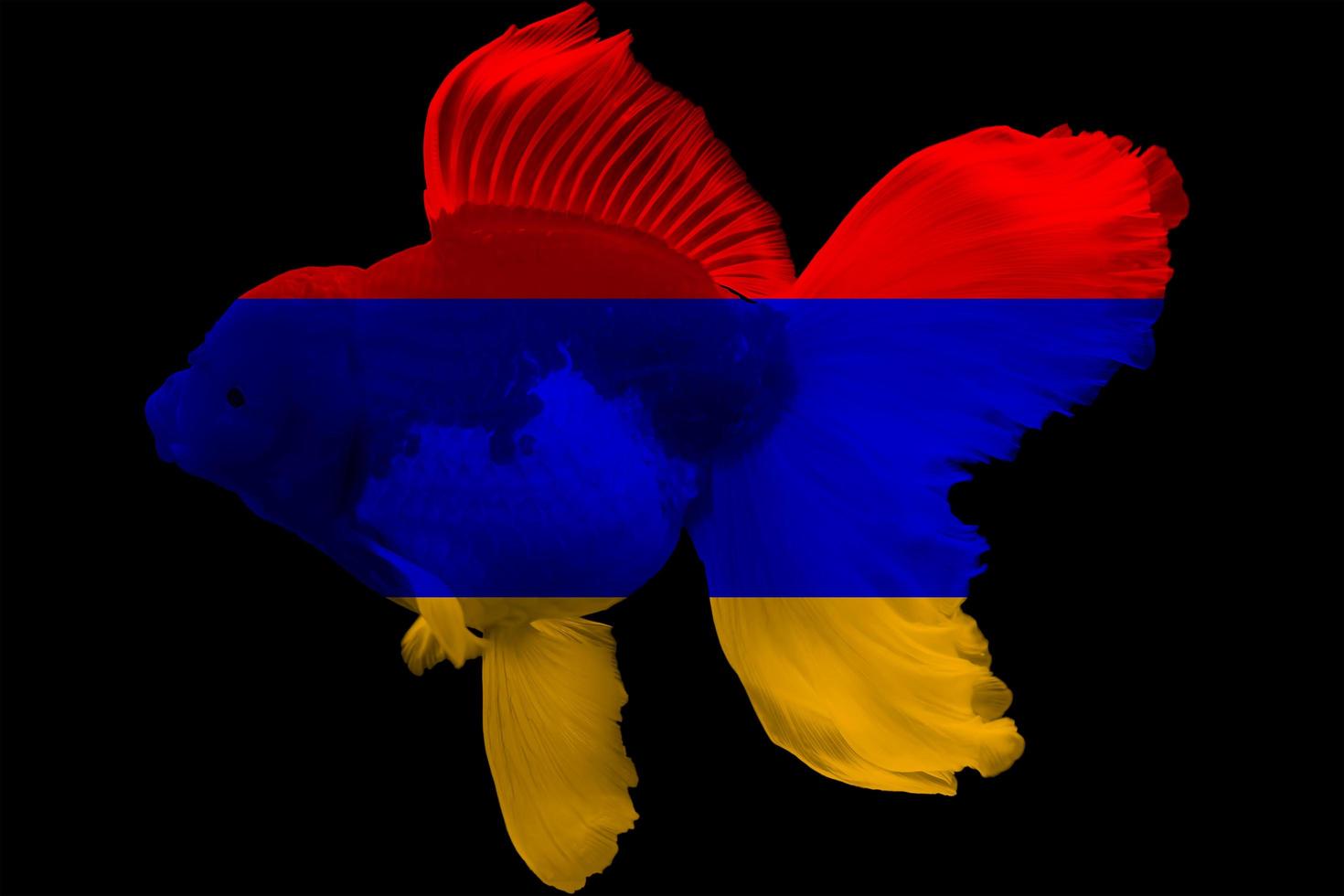 bandera de armenia en peces de colores foto