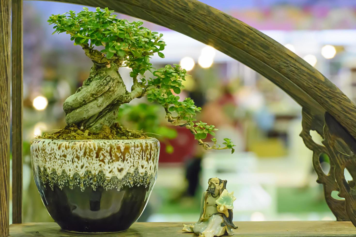 Pequeño árbol, cultivado con técnica tailandesa de bonsai. foto