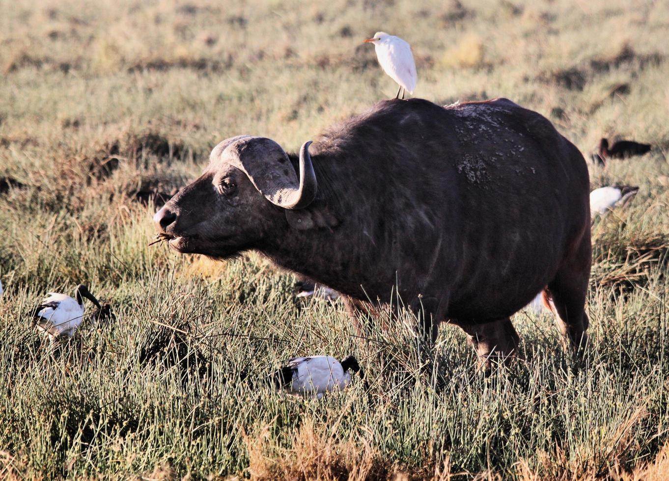 A close up of a Buffalo photo