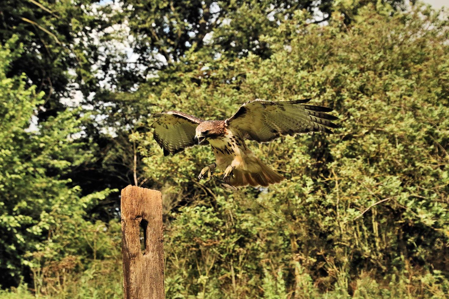 A close up of a Common Buzzard photo