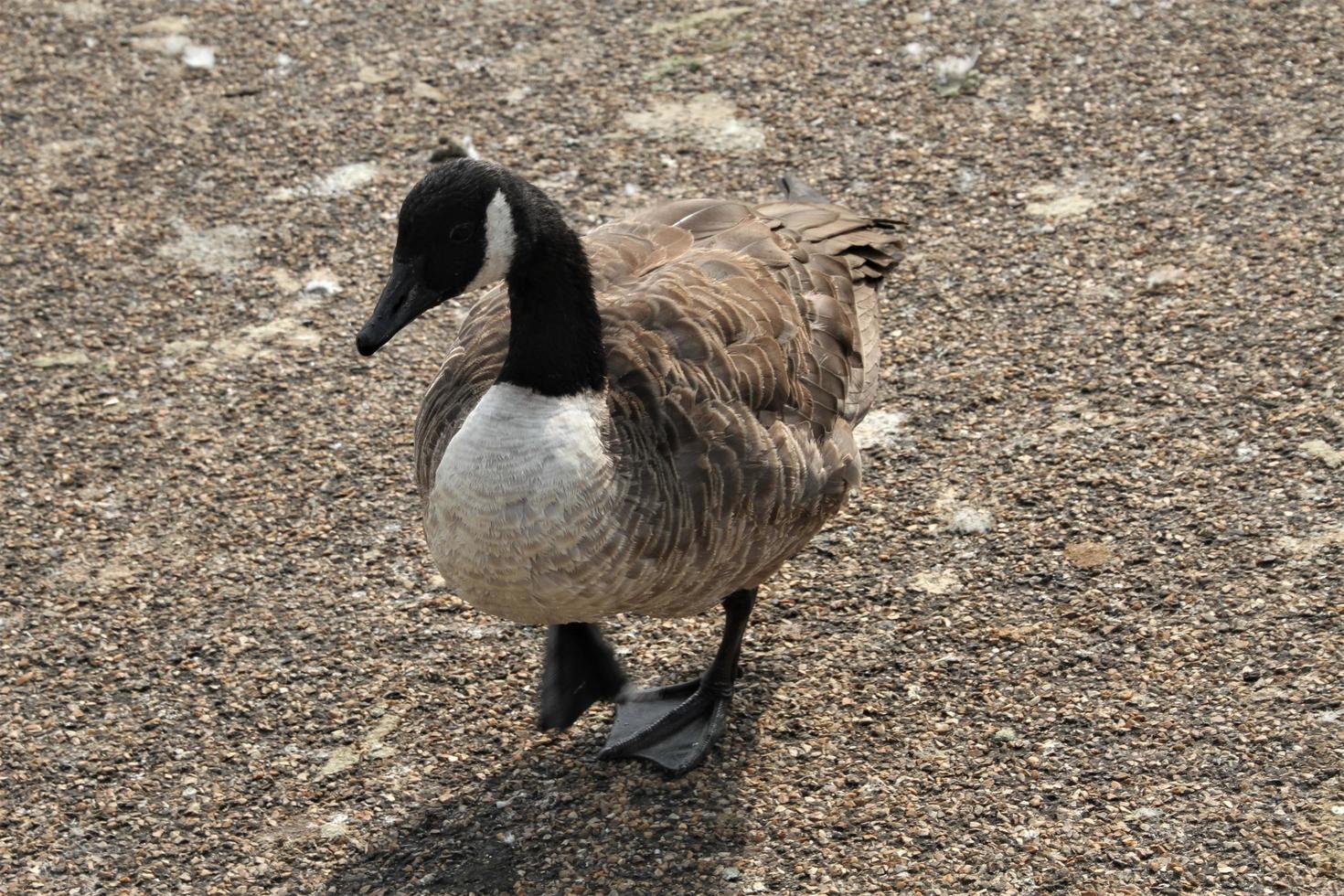 A close up of a Canada Goose photo