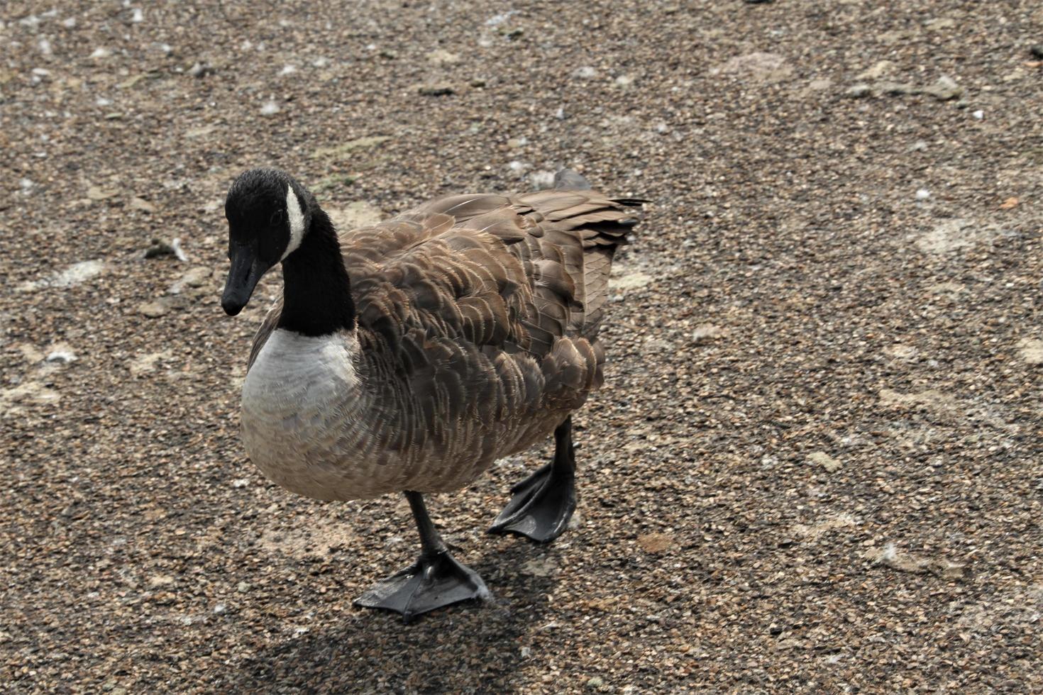 A close up of a Canada Goose photo