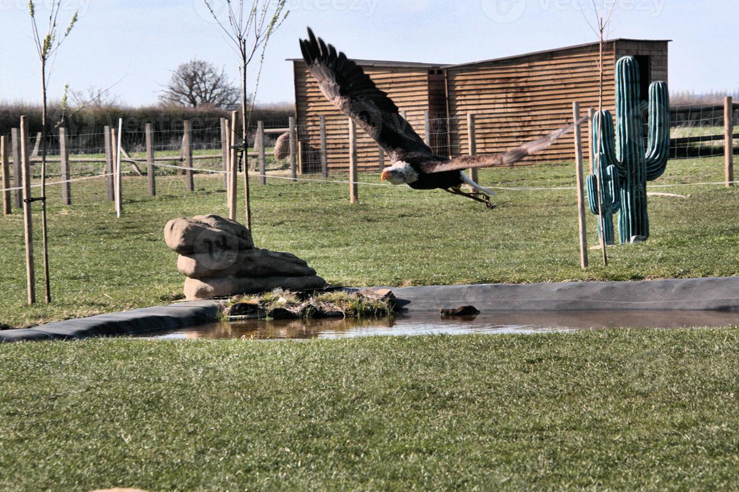 A close up of a Bald Eagle photo