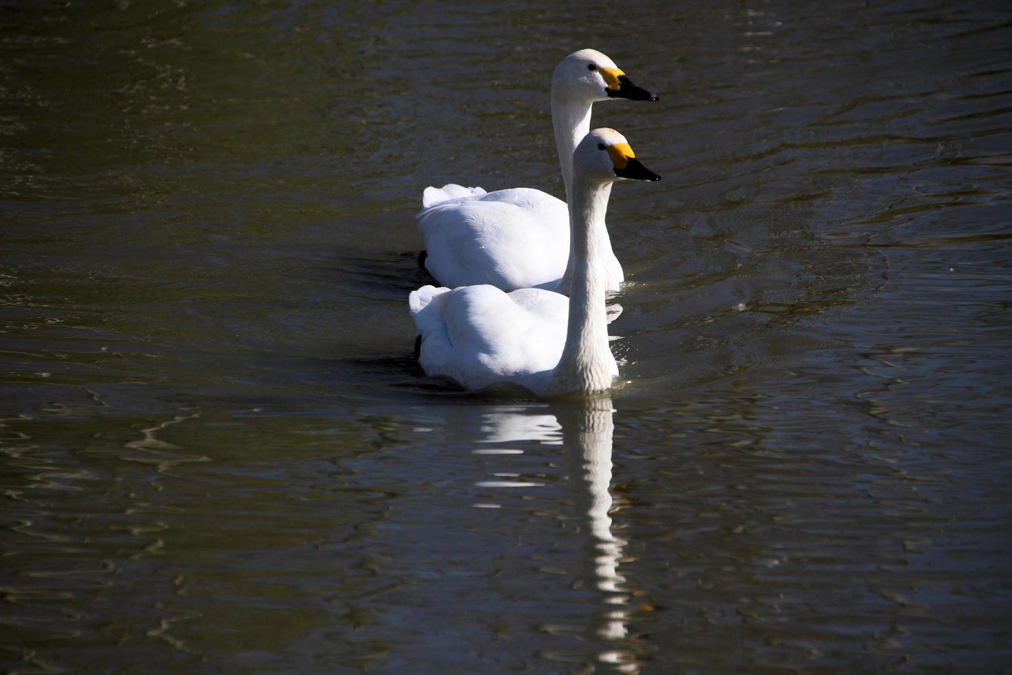 A close up of a Bewick Swan photo