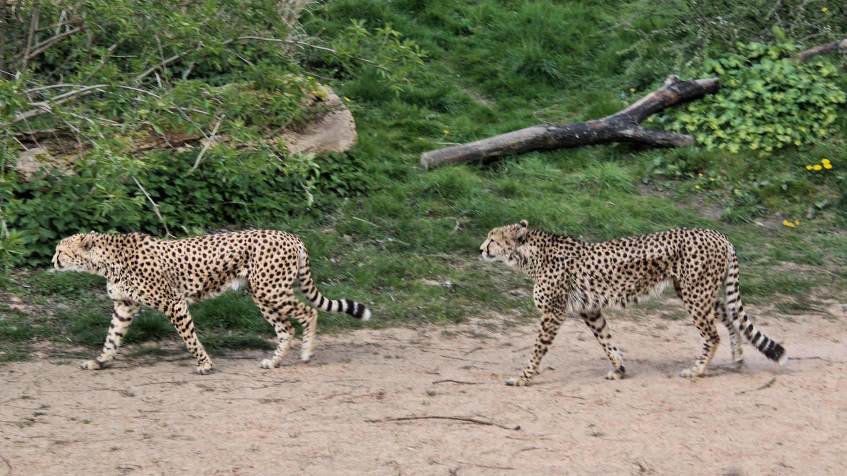 A close up of a Cheetah on the prowl photo