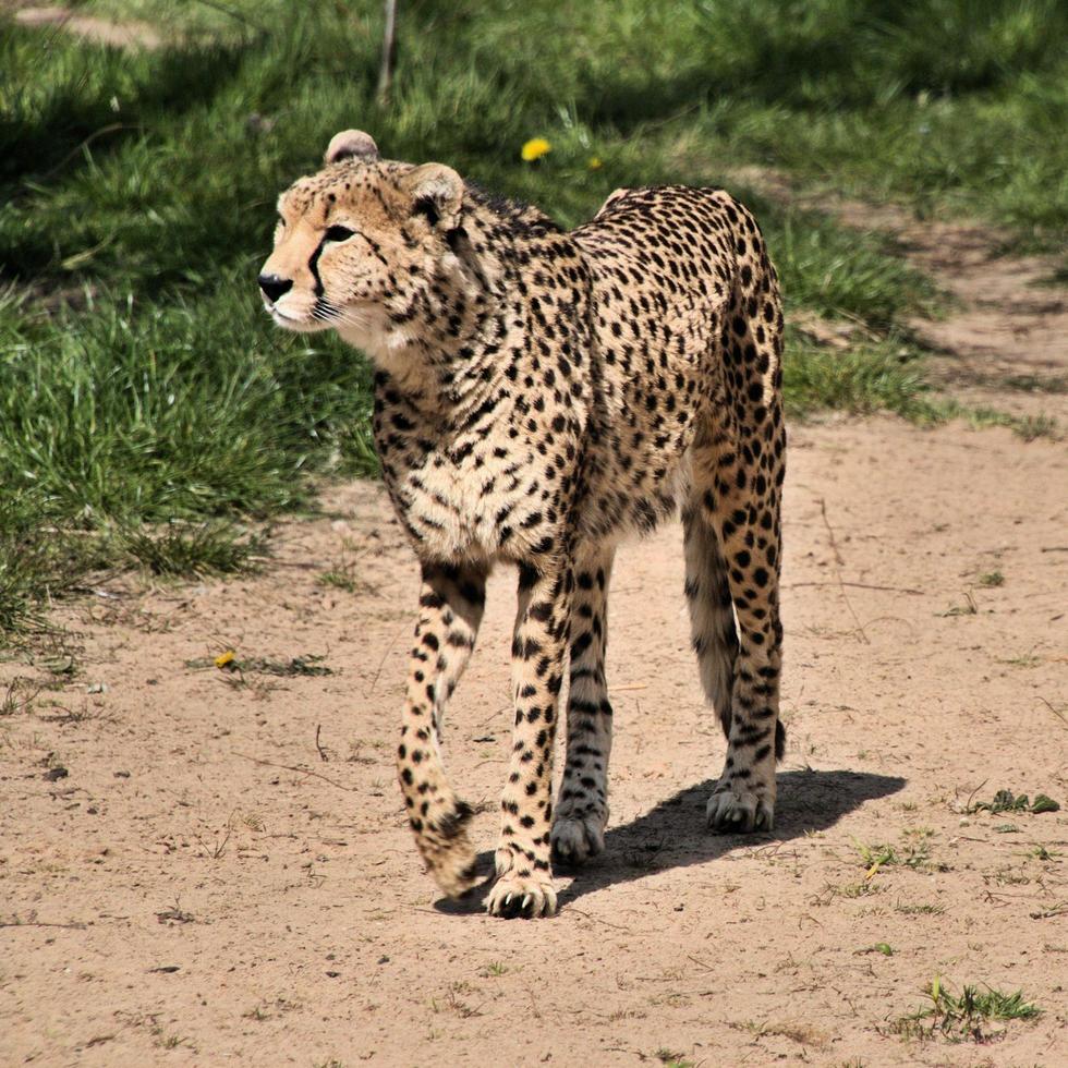 A close up of a Cheetah on the prowl photo