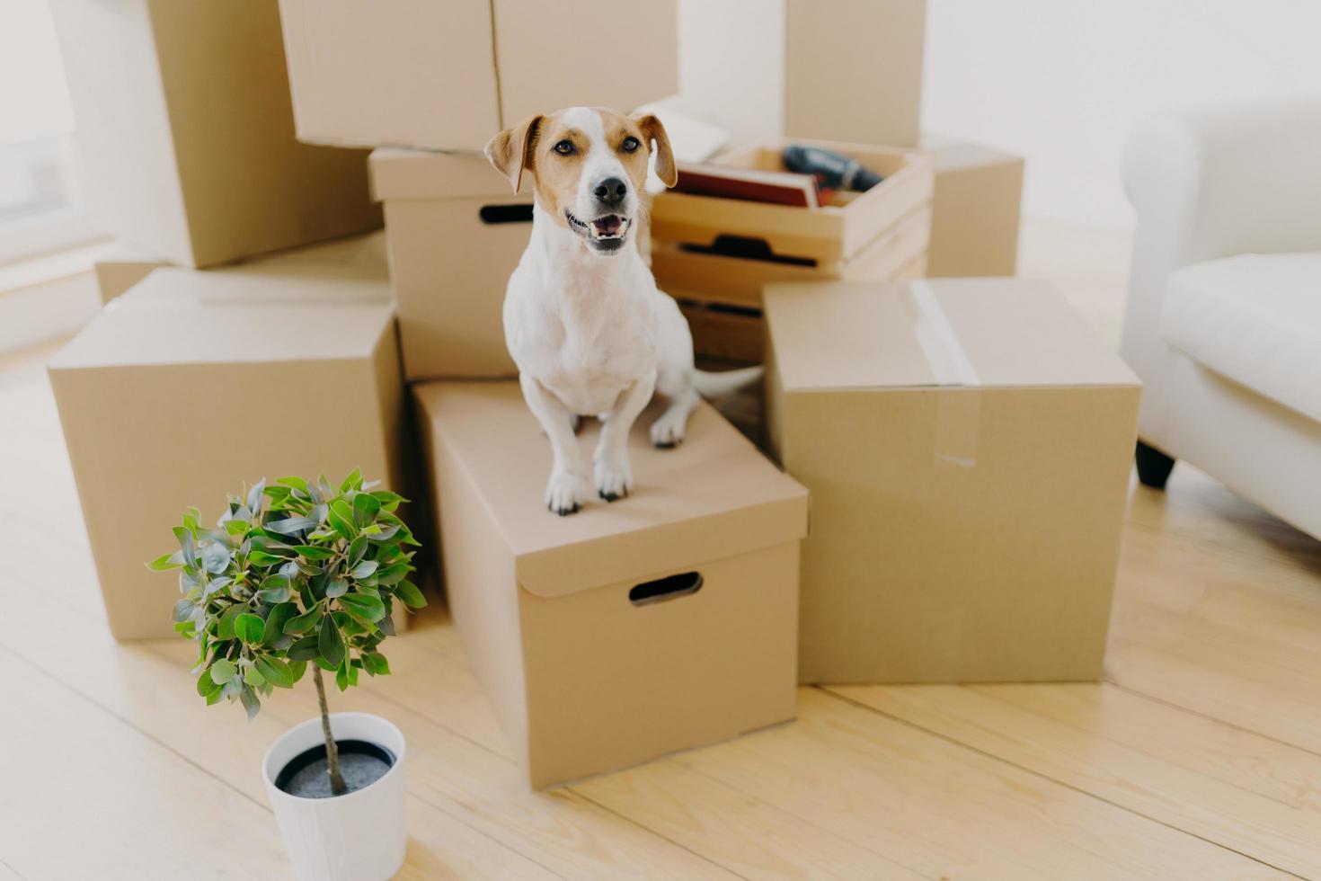 Photo of little brown and white jack russel terrier dog poses on cardboard boxes, potted green palnt near, removes in new house together with hosts. Animals, mortgage and real estate concept