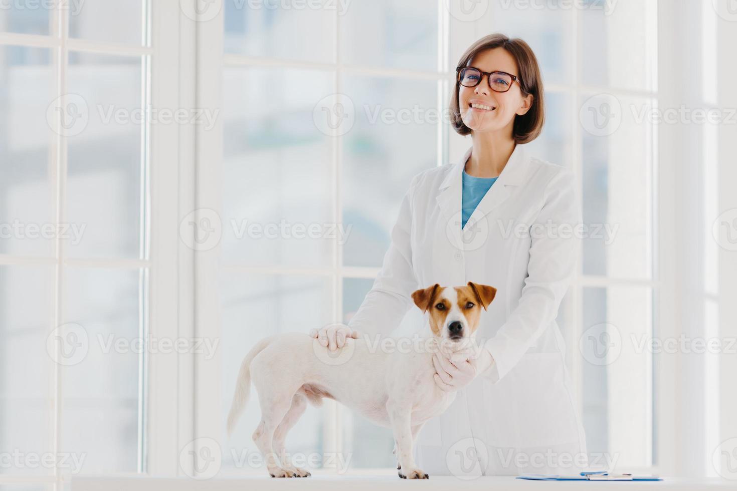 perro pedigrí russell terrier examinado y consultado por un veterinario, posa cerca de la mesa de examen en la clínica veterinaria, va a vacunarse en el consultorio médico. animal domestico visita buen doctor foto