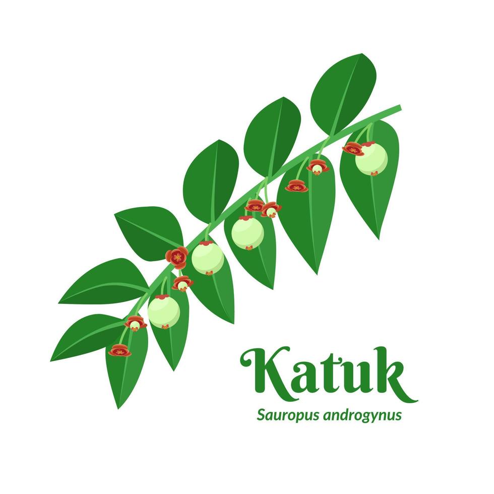 Vector illustration, Katuk leaf or Sauropus androgynus, also known as sweet shoot leaf, isolated on white background.