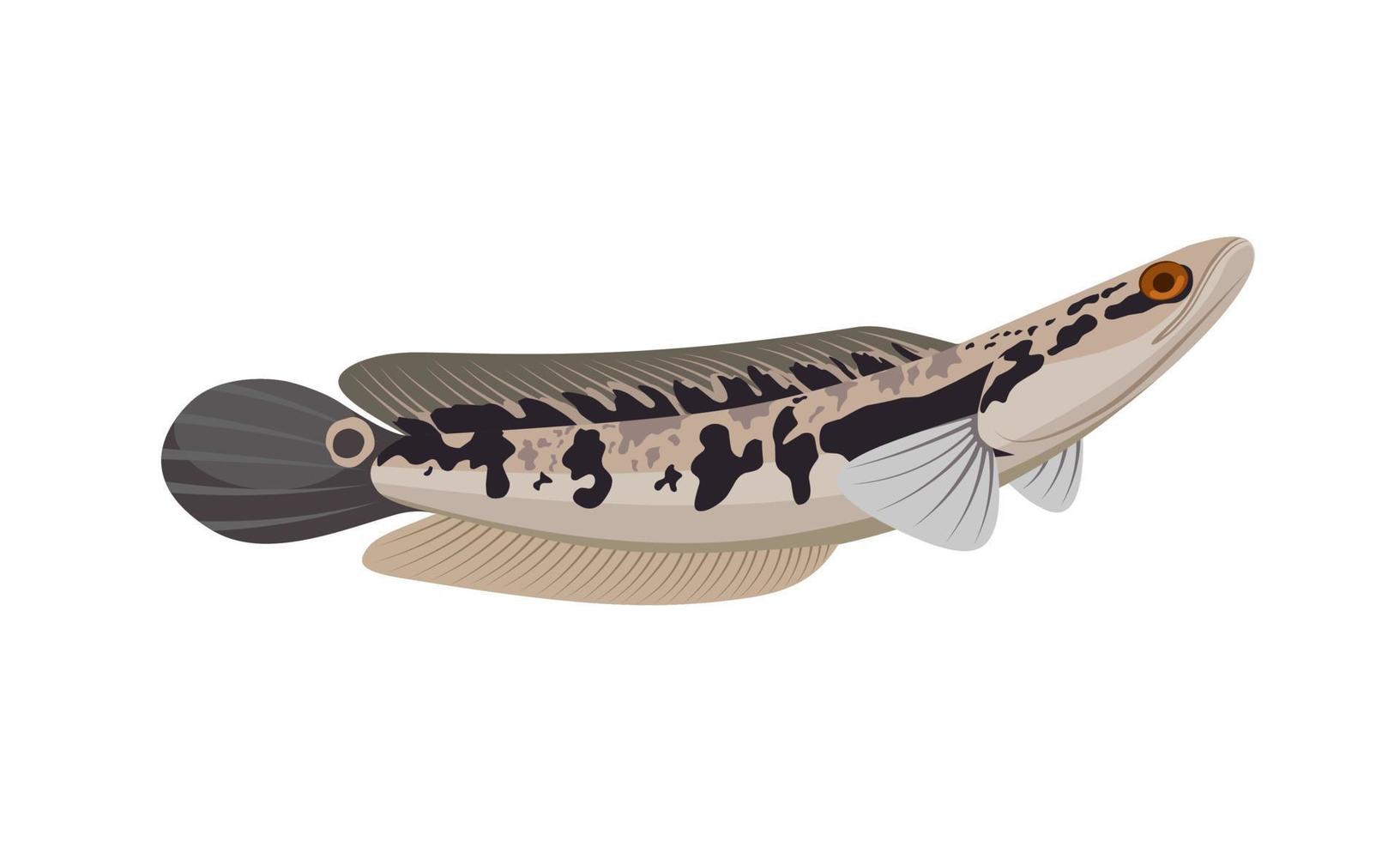 Vector illustration of snakehead fish or channa fish, isolated on a white background.