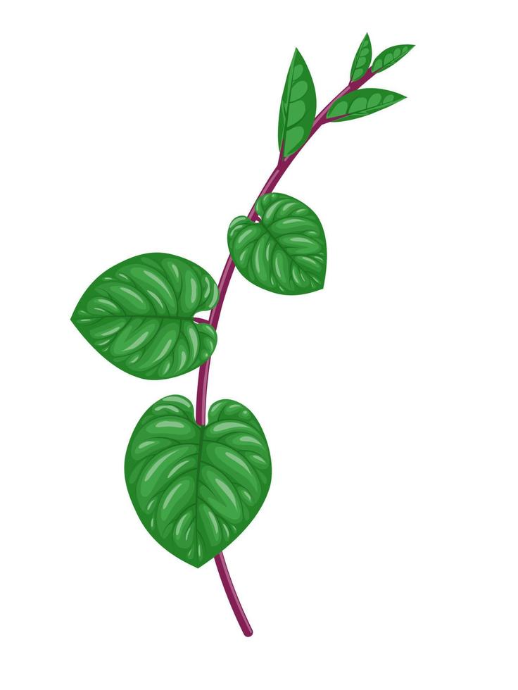 Madeira vine, scientific name Anredera cordifolia, also known as Binahong, isolated on white background. vector illustration.