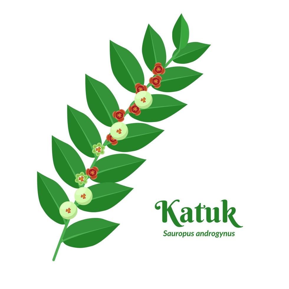 Vector illustration, Katuk leaf or Sauropus androgynus, also known as sweet shoot leaf, isolated on white background.