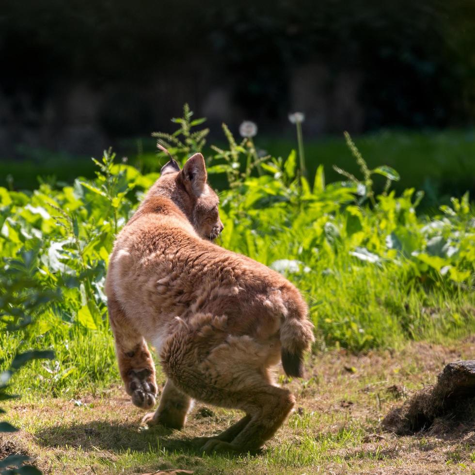 Bekesbourne, Kent, UK, 2014. Young Northern Lynx walking in the sunshine photo