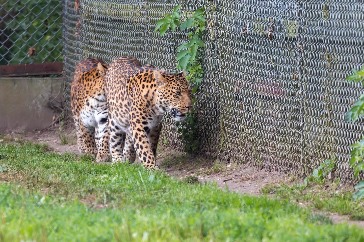 Bekesbourne, Kent, UK, 2014. A pair of North Chinese Leopards photo