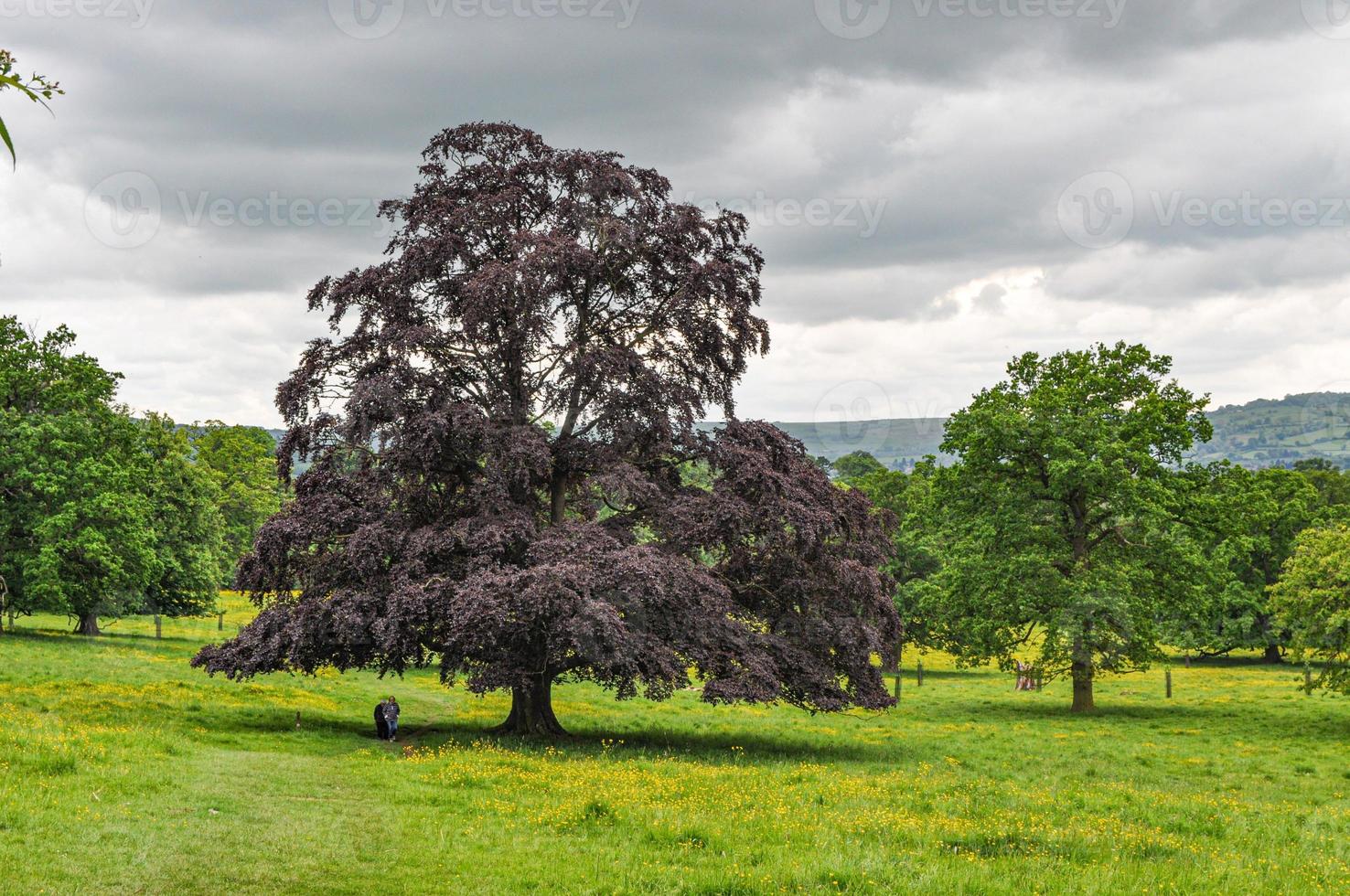 some beautiful acer trees on a meadow photo