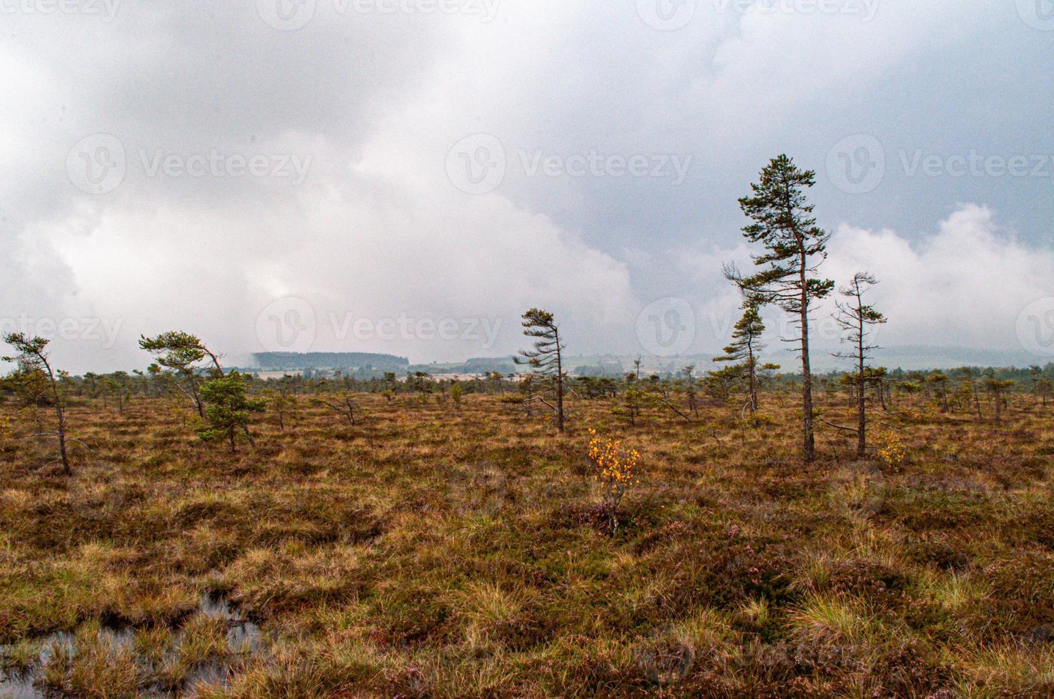 lonesom trees in the field photo