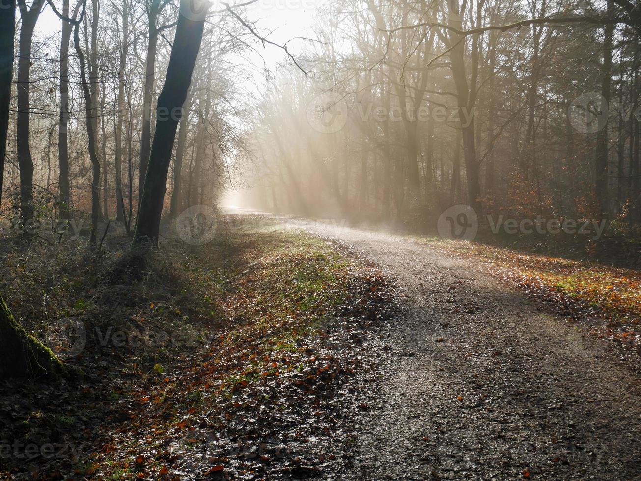 frosty morning in winter photo