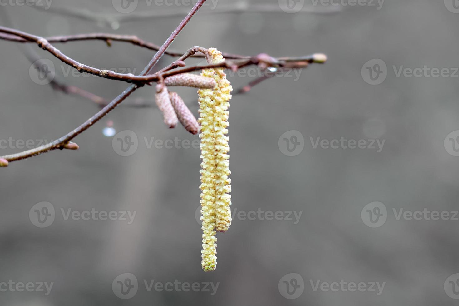 Hazel alder or smooth alder in rain and fog photo