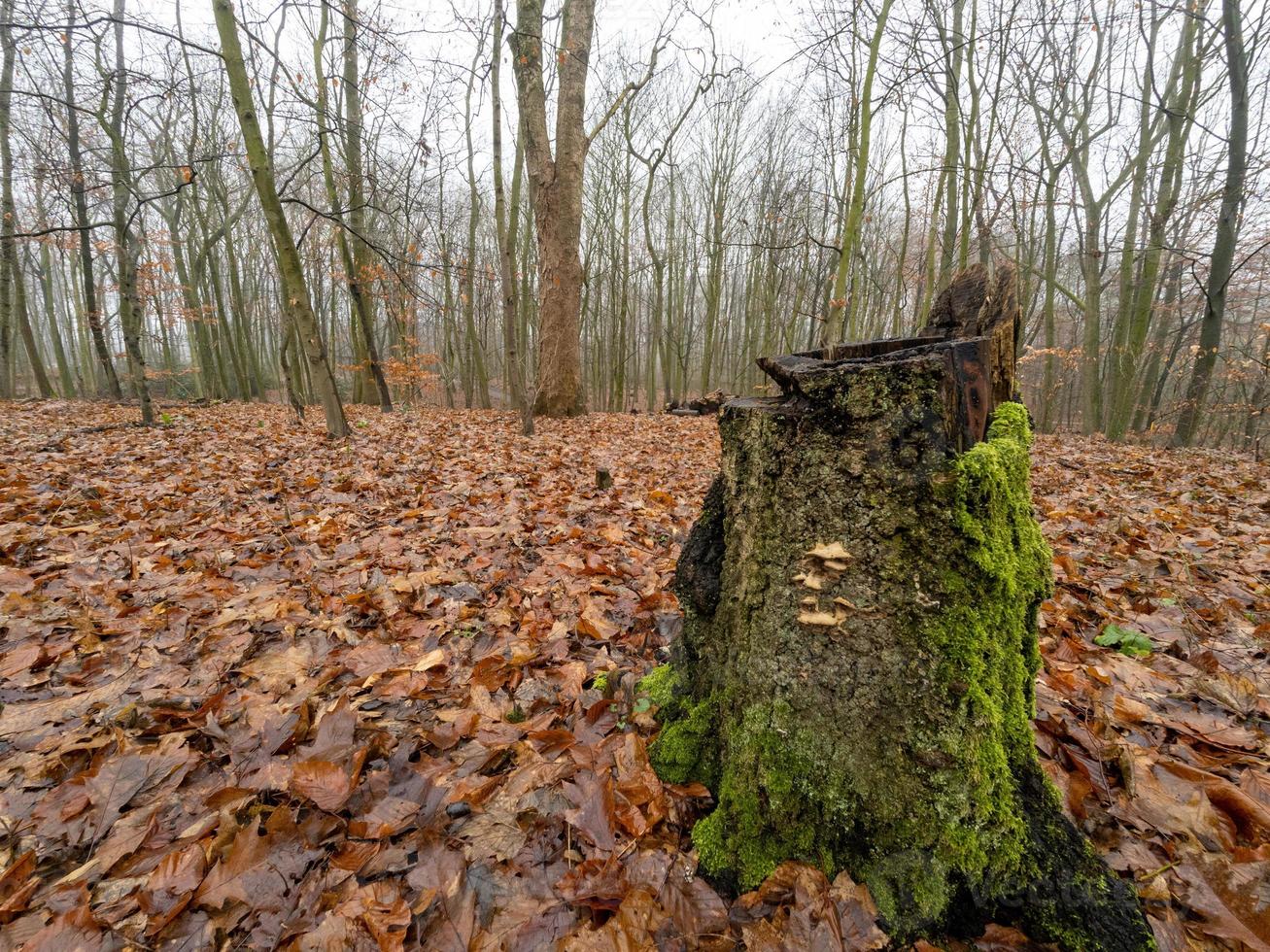 Tree stump overgrown with moss in winter sun in forest photo