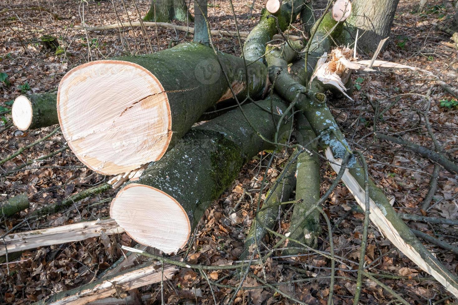 wooden log in the sun in spring photo