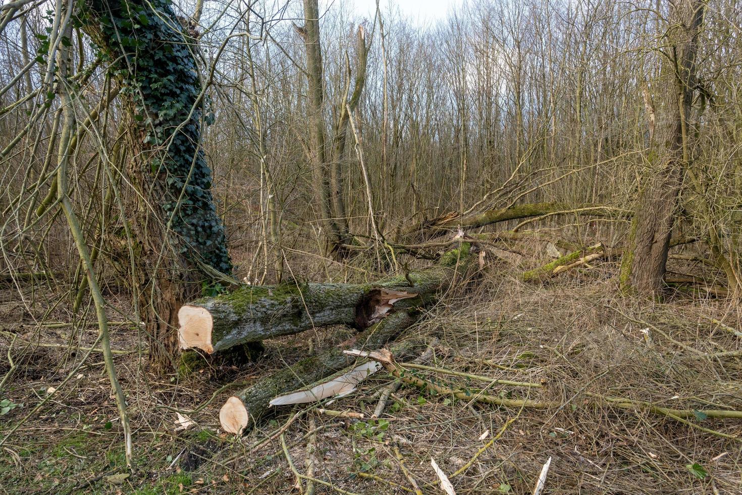 tronco de madera al sol en primavera foto