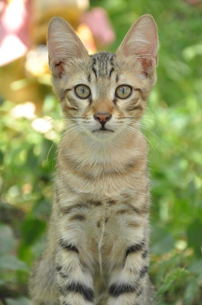 gato gris dibujado solo foto