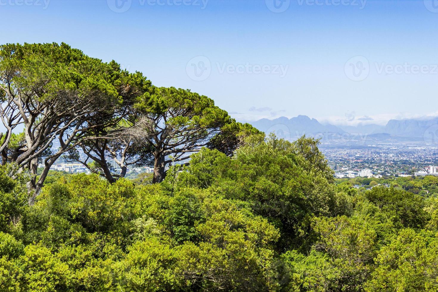 enormes árboles sudafricanos con panorama de ciudad del cabo, kirstenbosch. foto