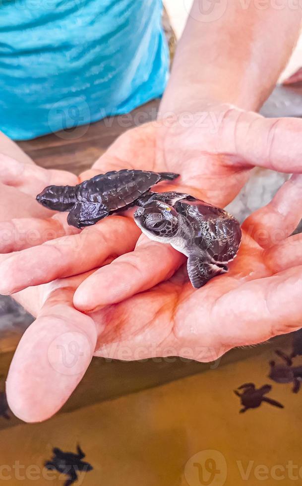 Cute black turtle babies on hands in Bentota Sri Lanka. photo